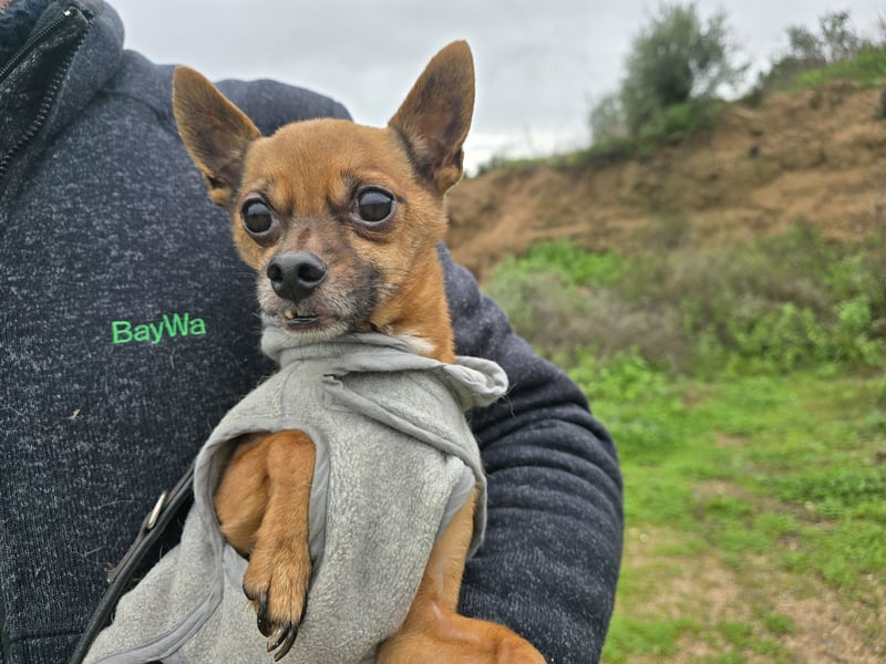 Piccolino: 2 Pfund voller Liebe