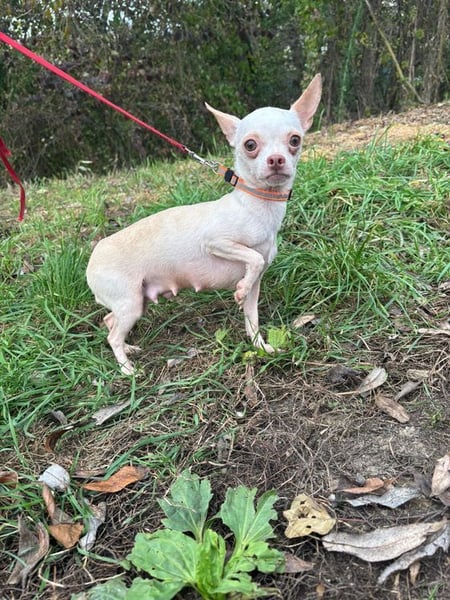 DAYSI - ich möchte endlich ein geliebtes Familienmitglied sein!