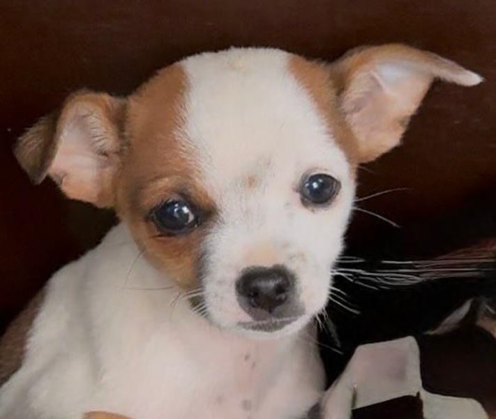 Kleiner Happy, freundlich und menschenbezogen