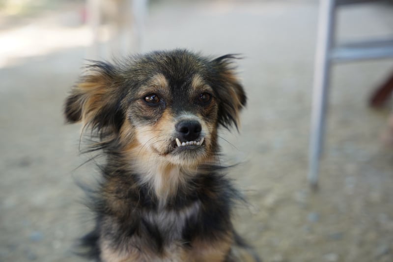 Bubu – kleiner Schatz mit großem Herzen