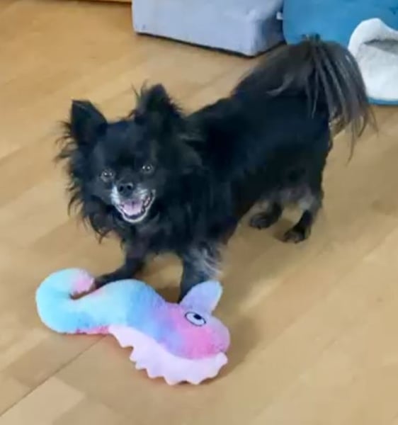 Tylor, menschenbezogen und katzenfreundlich