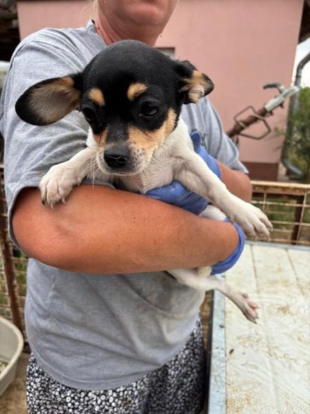 Pityke, kleiner Chihuahua Welpe geb. 2025