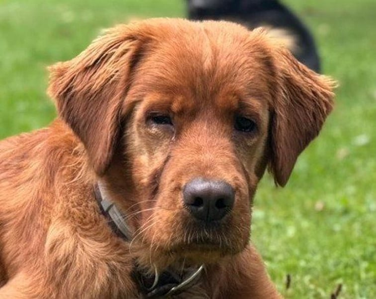 Chow-Chow-Retriever-Mix FELIX ❤️wartet in 53940 Hellenthal