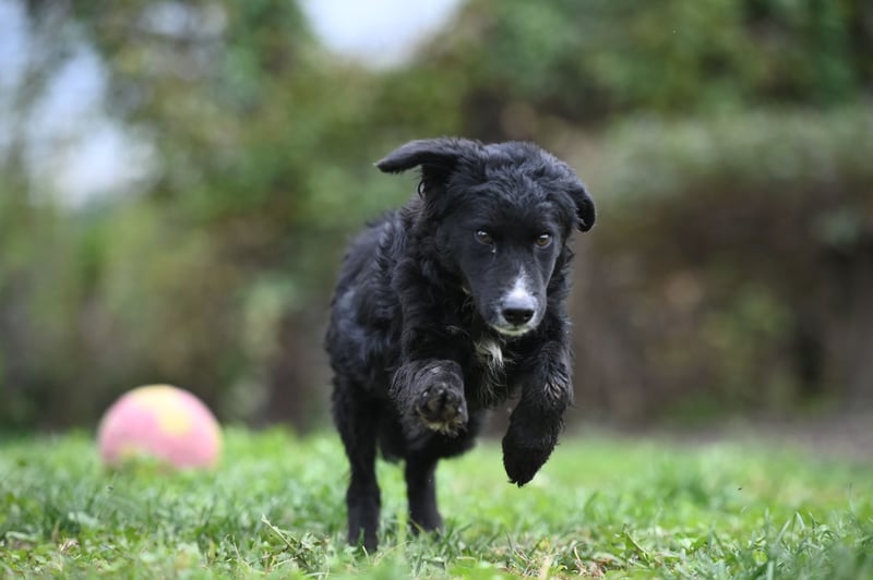 Cockapoo - Mischling