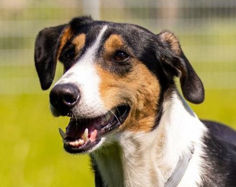 Bobi ❤️ wartet in 99718 Greussen