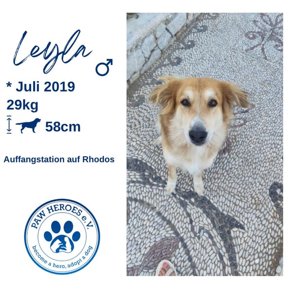Freundlicher Collie Mix LEYLA sucht eine Familie!