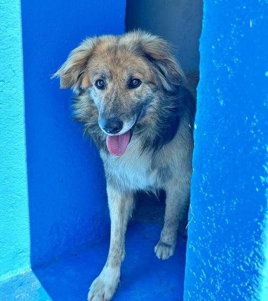 Honey, zurückhaltender Sanfter Collie Mix sucht ruhiges Zuhause
