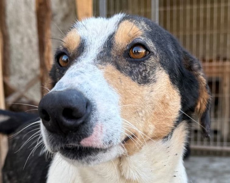 Dino ❤️ aufgeweckter, lieber Traumhund