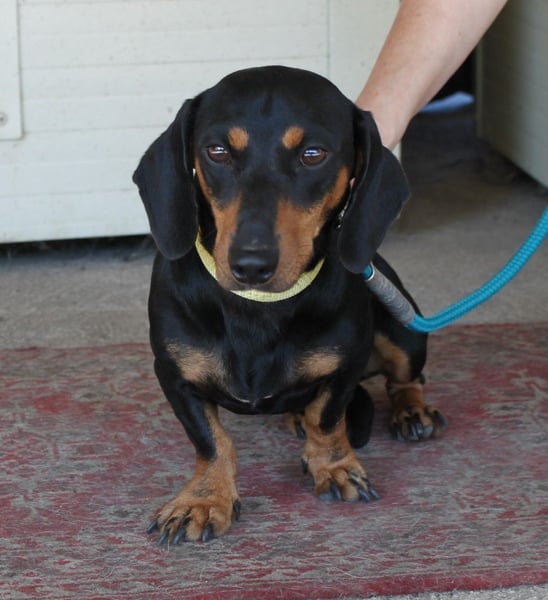 Fröhlicher Kàci sucht sein Revier