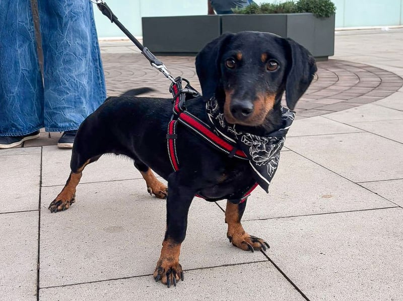 Pepe sucht seine Familie