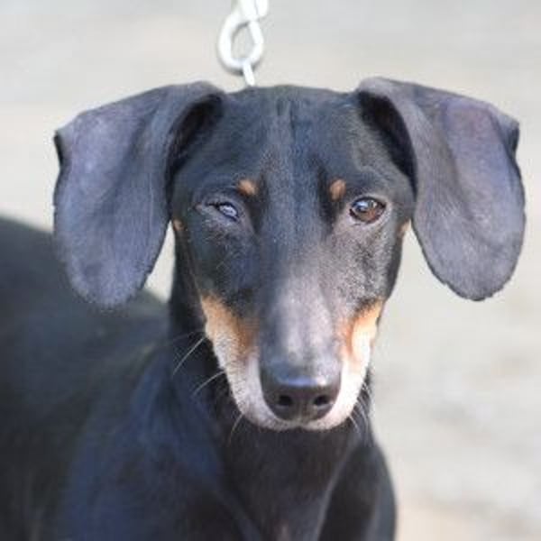 Paddy - lieber, freundlicher, charmanter Dackel Rüde