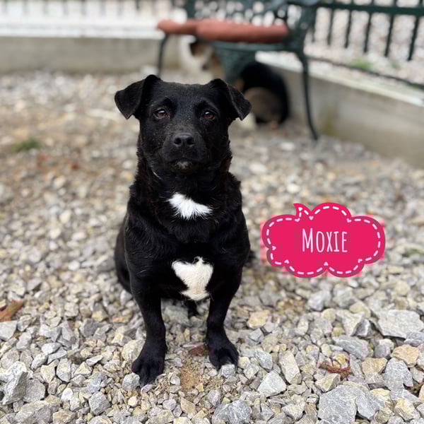 Moxie eine winzige Prinzessin