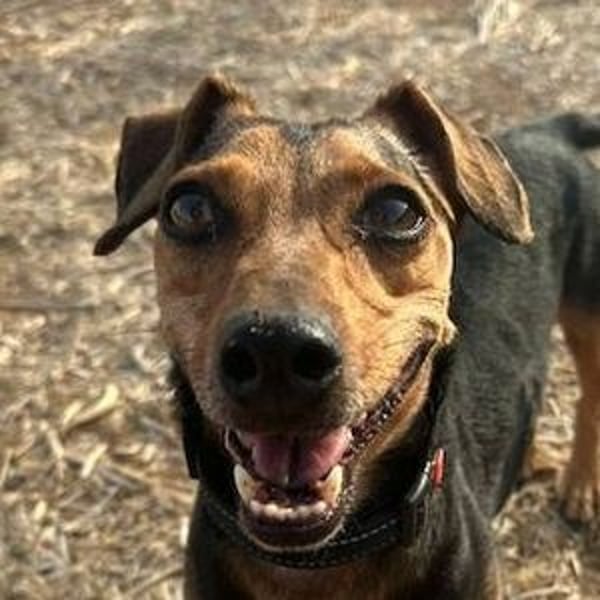 Peanut (Spanien) - sucht endlich sein Für-Immer-Zuhause – mit Menschen, die ihn verstehen