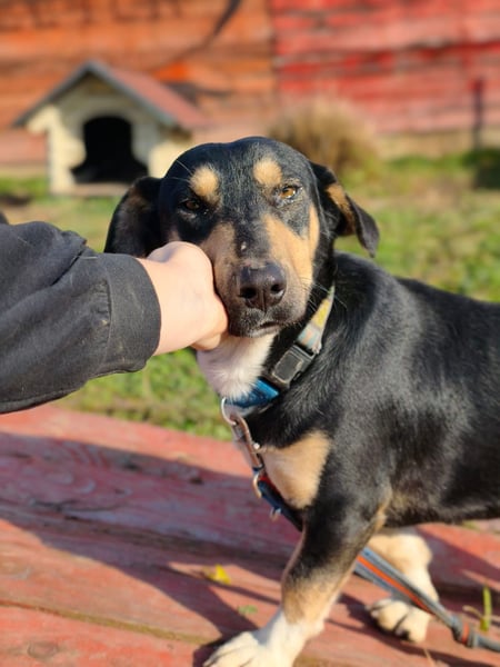 Azuro - unkompliziert -Dackelmischling