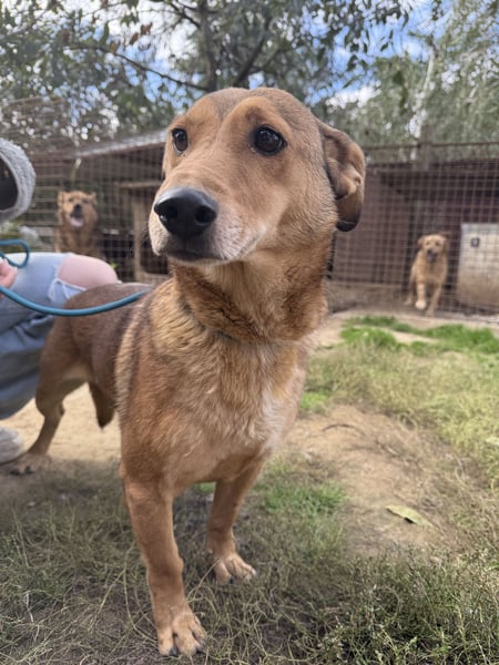 Pityke - wird leider immer übersehen