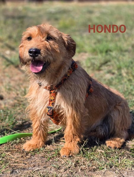 Hondo, kleiner charmanter Rüde