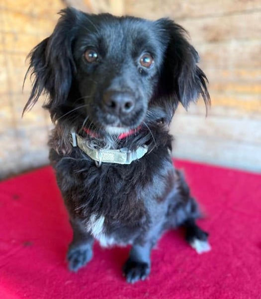 süße kleiine TAPPI - 3 Jahre, 32cm - Dackel-Mischling