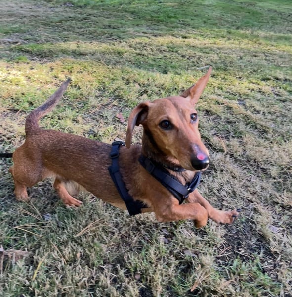 Tutaj – Kleiner Dackelmann sucht sein Für-immer-Zuhause