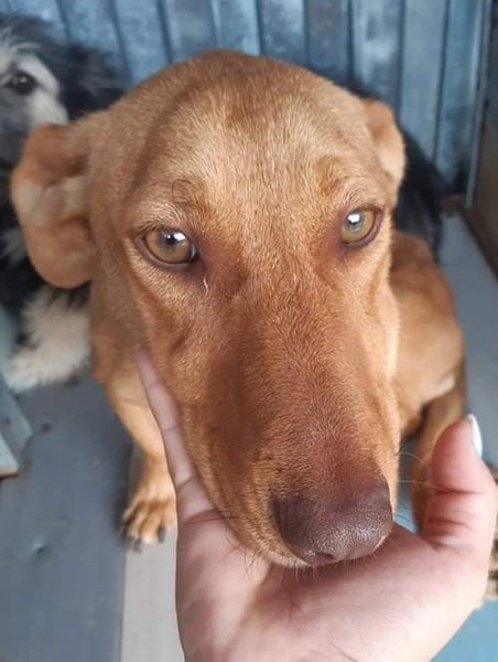Schönes Zuhause für Dackel-Mix-Girl „SALLY“ gesucht