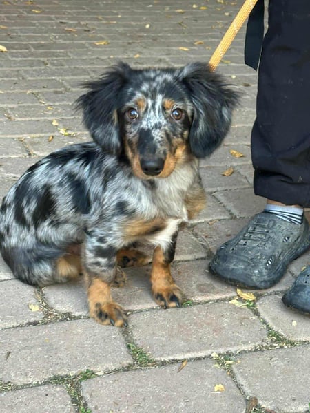 Benji, geboren 10.06.2025, 28cm sucht sein Plätzchen