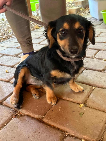 Zsanna, 8 Monate, 26cm sucht ihre Menschen