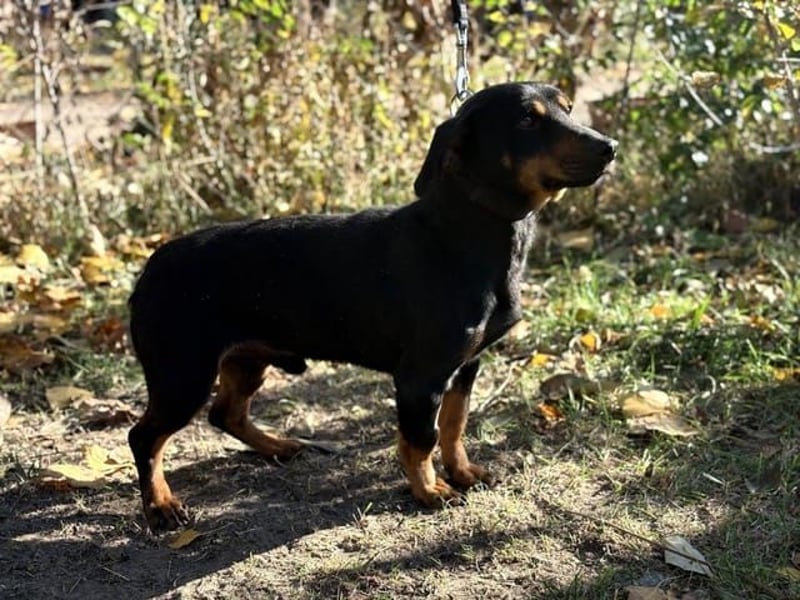 Fortunato, lieber Dackelmix geb. 2022