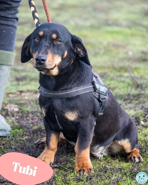 Tubi ST - offen, lieb