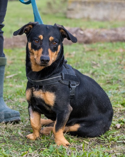 Hermina - schüchtern, lieb