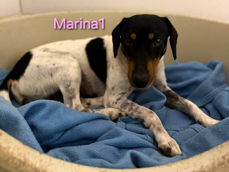 Marina1 geb. 11/2022 (ESP) - unglaublich sanfte und liebevolle Bodeguero-Dackel-Mix Hündin!