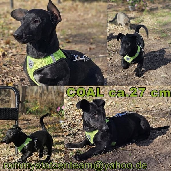 Coal-ein kleiner Charakterkopf und Clown