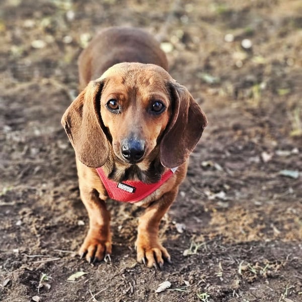 Stella ist ein tolles Dackelmädchen