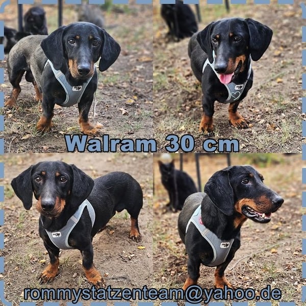 Walram ist ein typischer Dackel