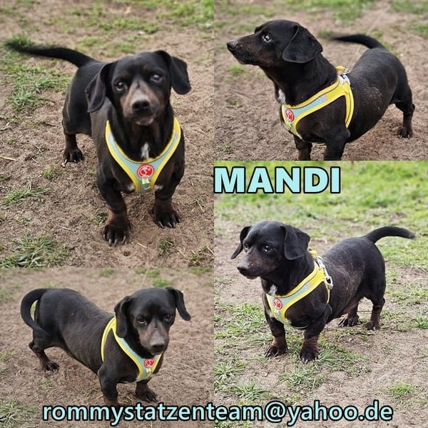 Mandi-ein Dackel mit einem Herz aus Gold