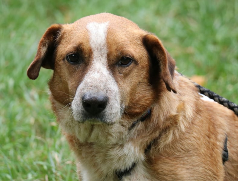 Jürgen 39 cm geb. 01/2017 - Dackelmix sucht Zuhause