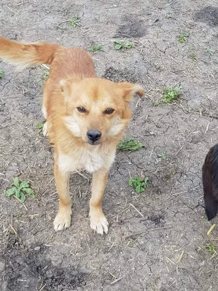 TANNER - gerettet aus Horror Tötung Slatina, Ostern'22