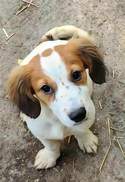 MAI - Baby unserer Straßenhündin April