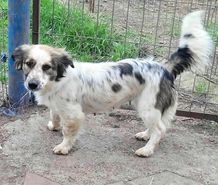 Ju'Ni - Baby unserer Straßenhündin April