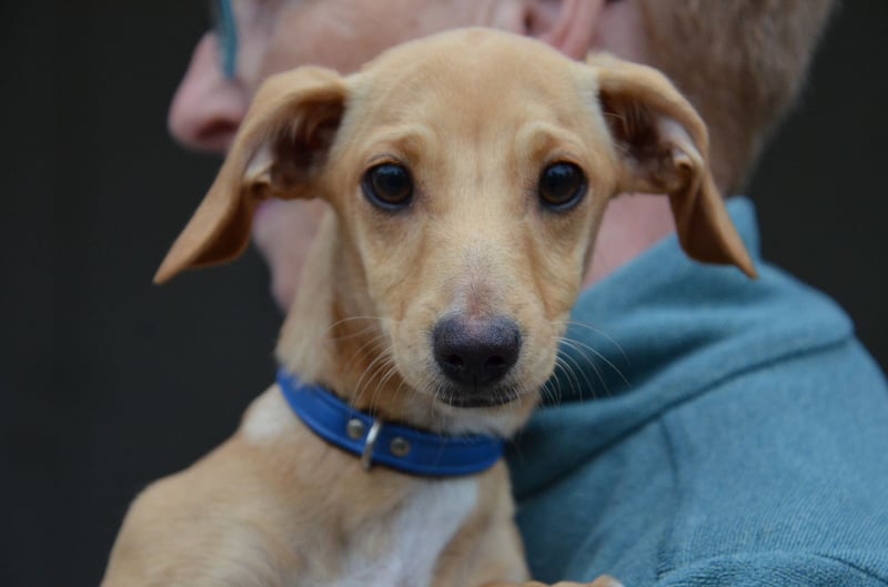 Sonnenschein Pille sucht ihr Körbchen