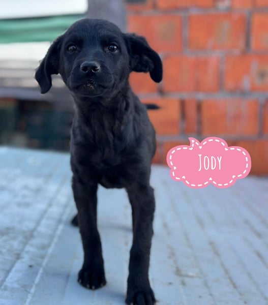 Jody ein winziges Welpenmädchen