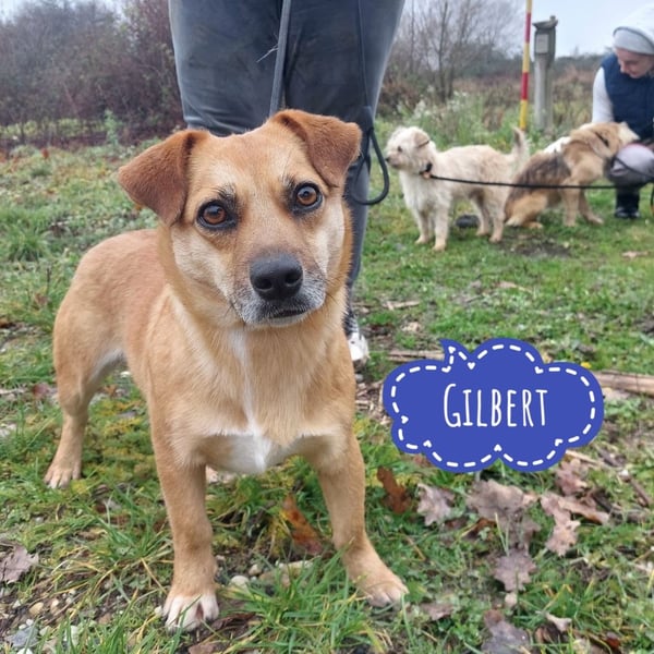 Gilbert ein kleiner freundlicher