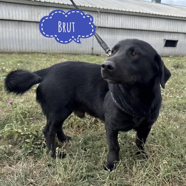 Brut ein kleiner Traumhund