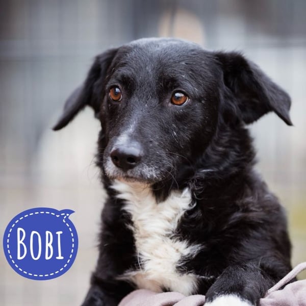 Bobi ein sanfter ruhiger Hundebub