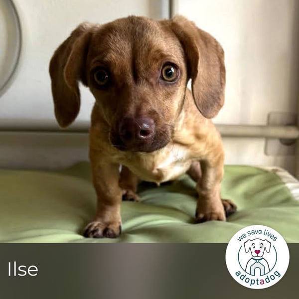 Ilse: Kleine Kämpferin sucht Geborgenheit