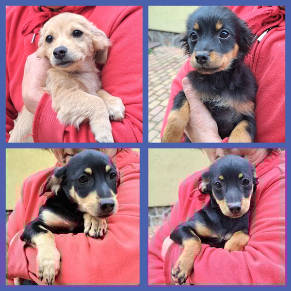 Kleinbleibende Welpen möchten Rumänien schnell verlassen