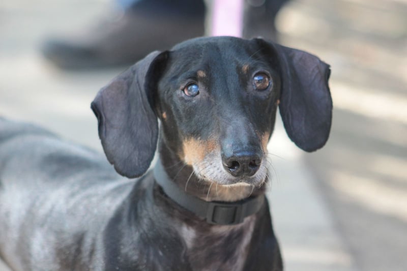 Paddy - lieber, freundlicher, charmanter Dackel Rüde
