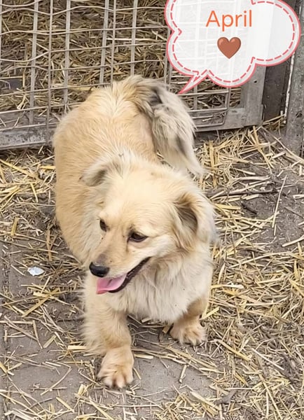 APRIL - gerettet von der Straße nahe Slatina