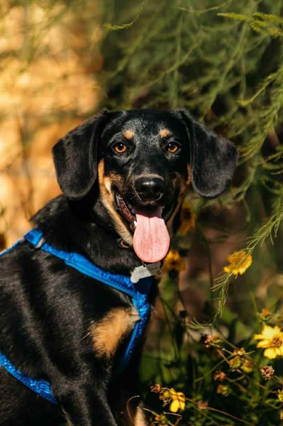 Fröhlicher Ringo sucht seine Menschen