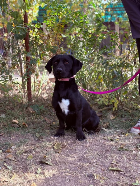 Hebron - sucht eine Familie mit Herz!