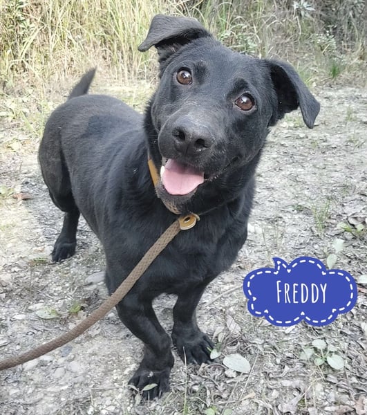 Freddy eine fröhliche Natur