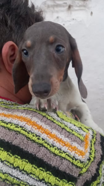 Almos, süßer Kurzhaardackelwelpe geb. 2025